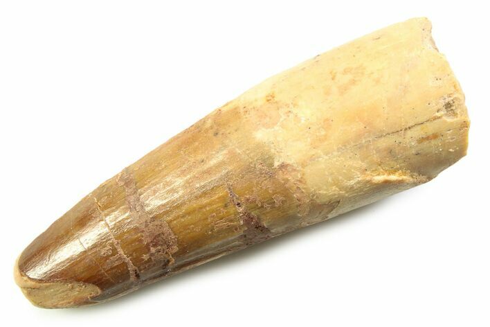 Fossil Spinosaurus Tooth - Feeding Worn Tooth #357726